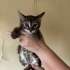 Çok şeker tekir güzeli fotoğraf