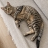 Dünyanın en canayakın kedisi kısır erkek kedi fotoğraf