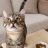 Dünyanın en canayakın kedisi kısır erkek kedi fotoğraf