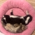 Sokakta baktığım kedi yavruları fotoğraf