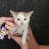 Beyazlı Sarman🧿 Yumuşacık tüylü mavi gözlü sevecen harika bebek🧿🐱 fotoğraf