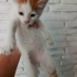 Beyazlı Sarman🧿 Yumuşacık tüylü mavi gözlü sevecen harika bebek🧿🐱 fotoğraf
