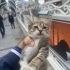 YAVRULAR SICAK YUVALARINI ARIYOR fotoğraf