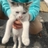 YAVRULAR SICAK YUVALARINI ARIYOR fotoğraf