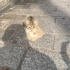 YAVRULAR SICAK YUVALARINI ARIYOR fotoğraf