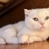 Luna yuva arıyor fotoğraf