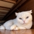 Luna yuva arıyor fotoğraf