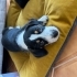 Tatlı kızımız Rosie’ye ev arıyoruz fotoğraf