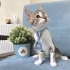 Korsan gemisini arıyor fotoğraf