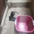 Bahçeye düşmüş felç kalan tekir kedi fotoğraf