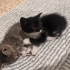 Siyah beyaz cins kedi fotoğraf