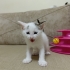 YAPIŞIK KEDY İSTEYEN? fotoğraf