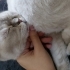 Çok akıllı sevecen acill fotoğraf