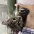 Çok cana yakın ve tuvalet eğitimi var fotoğraf