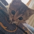Acil Yuva Arıyorum fotoğraf
