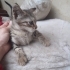 Kaputtan kurtardığımız kucak delisi Yumyum yuva arıyor fotoğraf