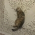 Behlülülüm sahiplendimee fotoğraf