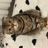 Behlülülüm sahiplendimee fotoğraf