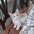 AYFİ KUZUM AİLESİNİ ARIYOR fotoğraf