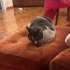 Tatlı şapşal kızımız İrmik hanıma sıcacık yuva arıyorum fotoğraf