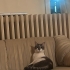 Tatlı şapşal kızımız İrmik hanıma sıcacık yuva arıyorum fotoğraf