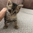 ENGELLİ YAVRUYA YUVA ARIYORUZ fotoğraf