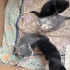 3 haftalık yavrularımıza ömürlük yuva arıyoruz fotoğraf