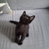 Karam anne sütü emdi sağlıklı 3 aylık dişi bebek fotoğraf