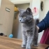 Gümüş Prenses yuva arıyor fotoğraf