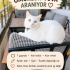 Yakışıklı Van kedisi fotoğraf