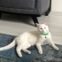Yakışıklı Van kedisi fotoğraf