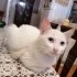 Çok uysal sevgi dolu fotoğraf