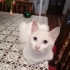 Çok uysal sevgi dolu fotoğraf
