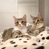 Lexie & Joey – Ömürlük Yuvalarını Arıyorlar 🤍 fotoğraf