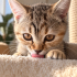 Dişi British Shorthair Yavruya Ömürlük Yuva fotoğraf