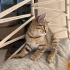 Dişi British Shorthair Yavruya Ömürlük Yuva fotoğraf