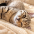 Dişi British Shorthair Yavruya Ömürlük Yuva fotoğraf
