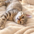 Dişi British Shorthair Yavruya Ömürlük Yuva fotoğraf