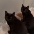 4 AYLIK 2 ERKEK BRİTİSH SHORTHAİR KEDİ SOKAĞA BIRAKILACAKLAR ACİL YUVA ARIYORUZ fotoğraf