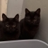 4 AYLIK 2 ERKEK BRİTİSH SHORTHAİR KEDİ SOKAĞA BIRAKILACAKLAR ACİL YUVA ARIYORUZ fotoğraf