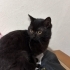 4 AYLIK 2 ERKEK BRİTİSH SHORTHAİR KEDİ SOKAĞA BIRAKILACAKLAR ACİL YUVA ARIYORUZ fotoğraf
