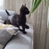 Karam bebek anne sütü emdi 3 aylık dişi fotoğraf