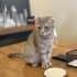 Pamuk için Acil Yuva fotoğraf