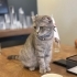 Pamuk için Acil Yuva fotoğraf