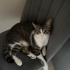 Toffy acil yuva arıyoruz fotoğraf