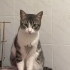Toffy acil yuva arıyoruz fotoğraf