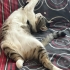 Toffy acil yuva arıyoruz fotoğraf