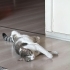 Toffy acil yuva arıyoruz fotoğraf