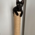 3-4 AYLIK SİYAH YAVRU KEDİ fotoğraf
