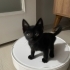 3-4 AYLIK SİYAH YAVRU KEDİ fotoğraf